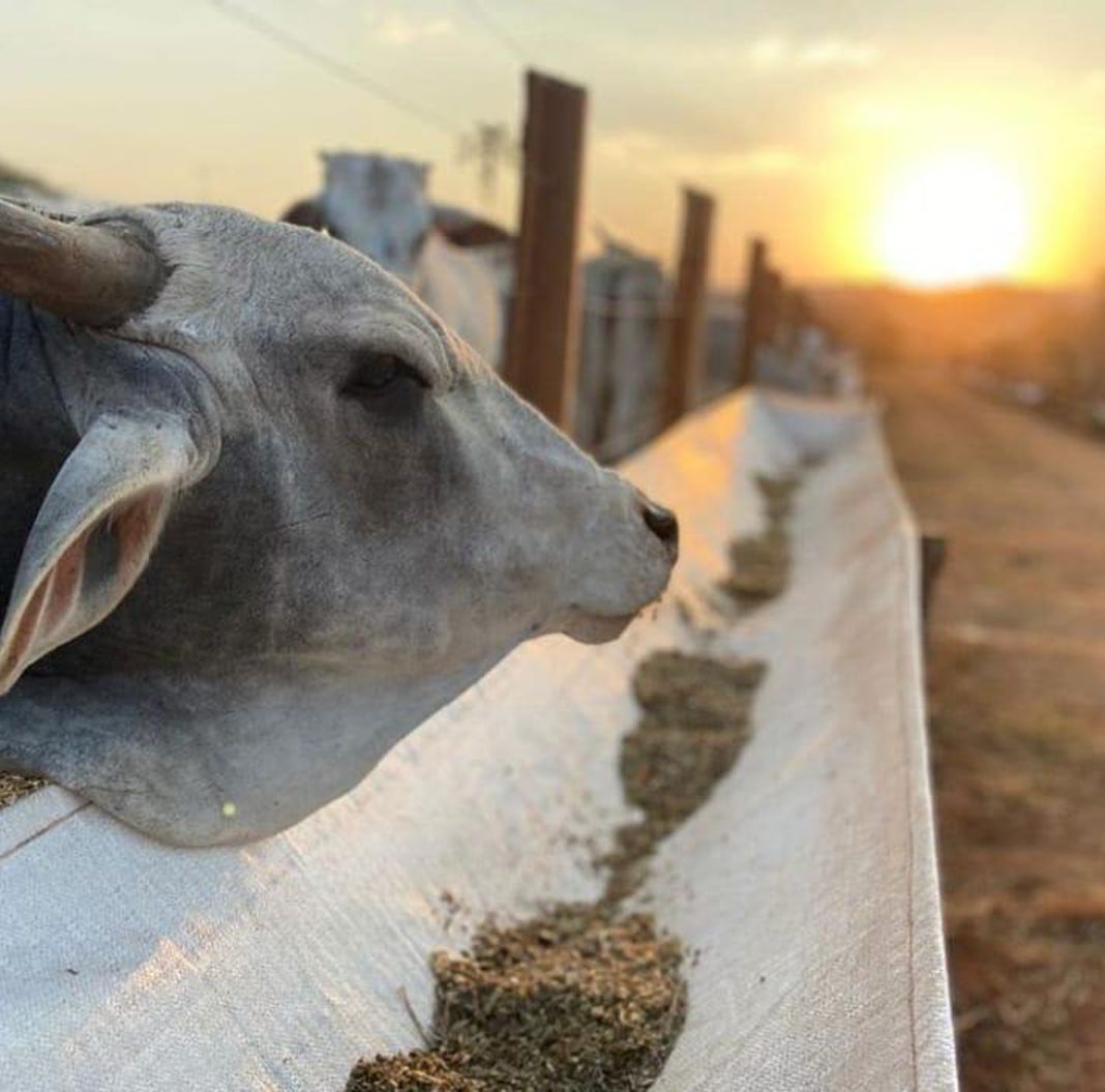Sustainable Agriculture: The Future of Eco-Friendly Farming